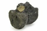 Rare, Theropod Dinosaur Vertebra with Bite Mark - England #351239-4